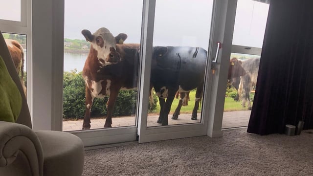 'Thought I was getting raided': Broadcaster on bovine break-in