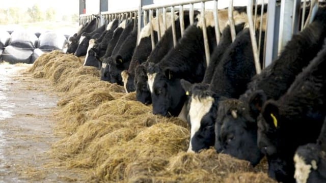 Twenty20 Beef Club 'is anti-competitive' and 'restrictive' - TDs claim