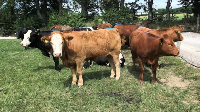 Managing replacement heifers and reaching target weights at mating