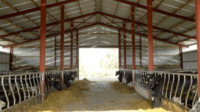 DairyBEEF2019: How can I reduce antimicrobial resistance on my beef farm?