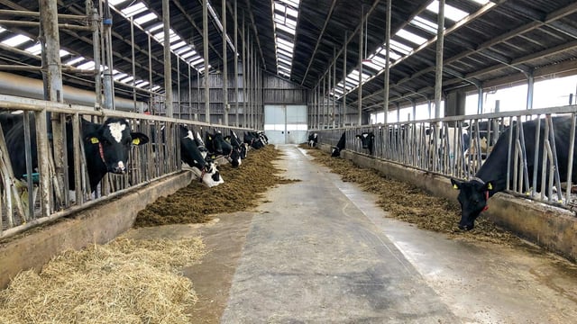 Dairy focus: Producing one million litres with one labour unit in the Netherlands