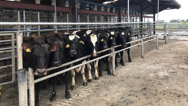 Breeding 2019: What's actually happening on farms?
