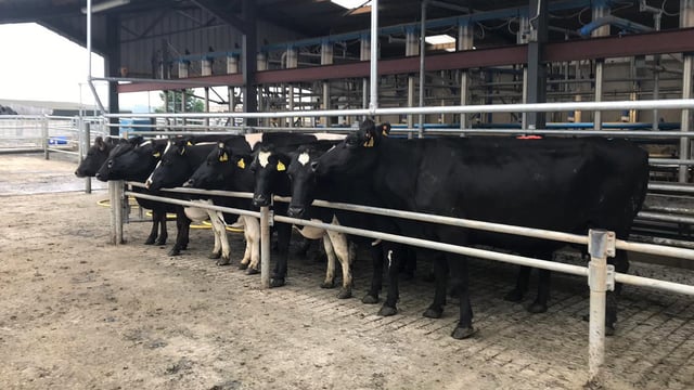 Beef use increases by 25% while Jersey use falls by 20%
