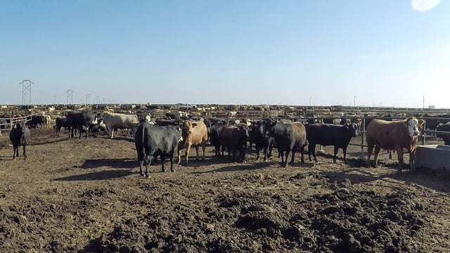 What is the carbon footprint of the entire US beef industry?