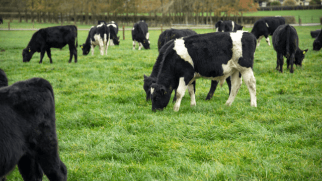 Sustainable grassland production to the fore at Johnstown Castle open day