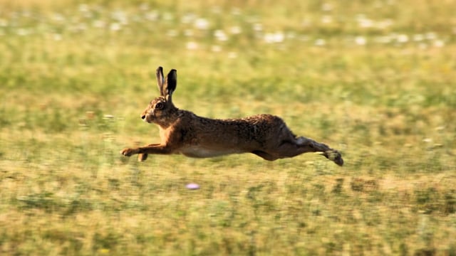 TD: Independent mandate 'ignored' as parties 'chase a Green hare'