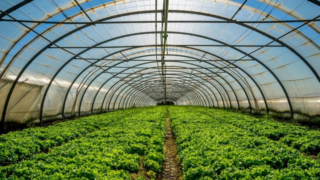 New report examines best practice in horticultural food safety
