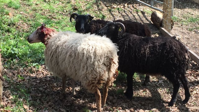 UK teens arrested for throwing stones at sheep