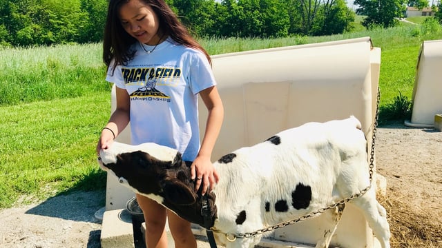 Disappearing dairies: Small family farms 'squeezed out' of US market