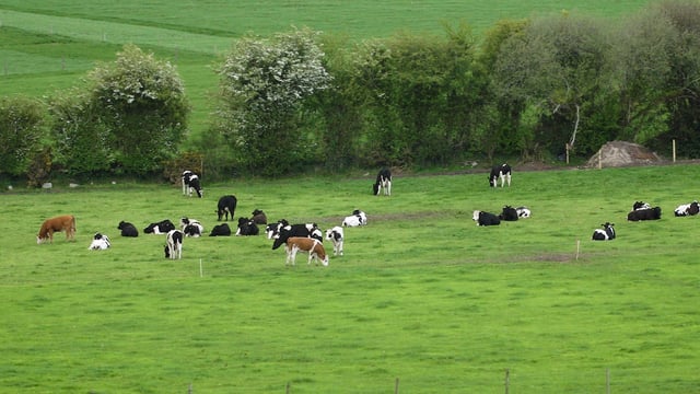 Every 1t of grass DM utilised is equal to €105 net profit/ha - DairyBEEF2019