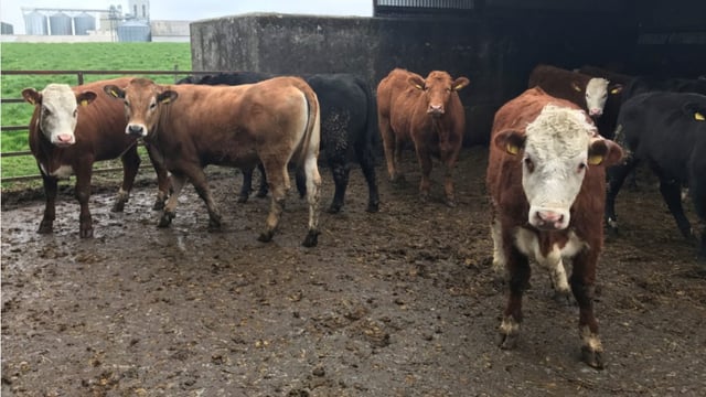 What heat detection aids are out there to use on my suckler herd?