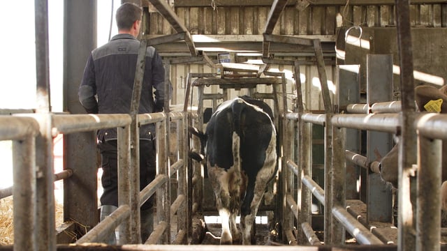 Tipping the scales: Monitoring bull, steer and heifer performance in Co. Wexford