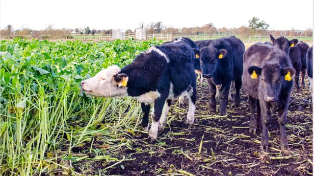 How can I get the best results from a crop of kale this year?