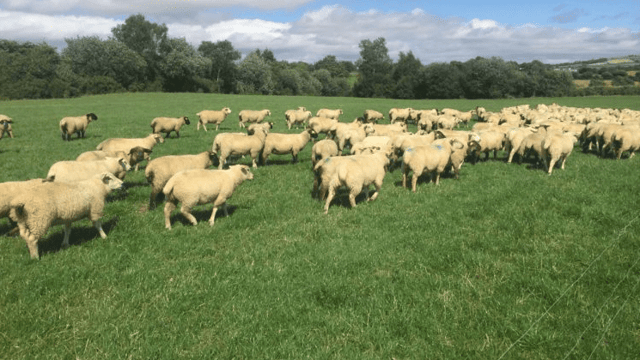 SheepNet visits Ireland: What's the benefit?