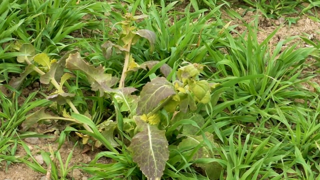 CROPS WATCH: Disease present in spring barley…T1 due