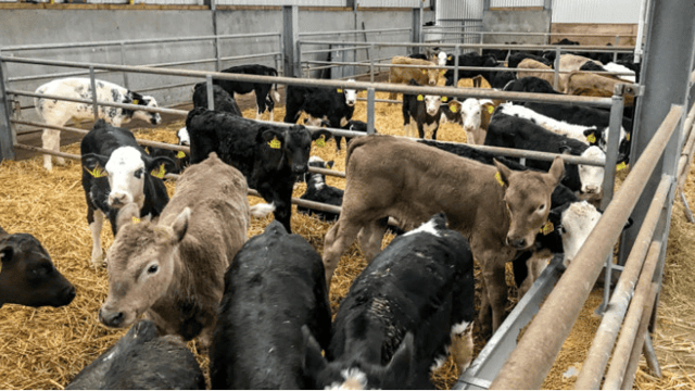 Focusing on improved animal performance through genetics at DairyBEEF2019