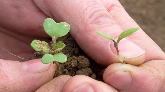 Tillage: Get weed seed samples tested for herbicide resistance