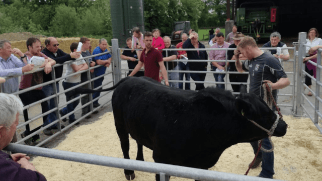 28 pedigree Aberdeen Angus stock bulls to go under the hammer this weekend