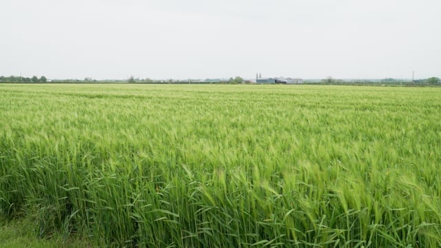CROPS WATCH: BYDV a concern in winter barley