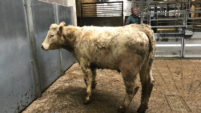 Kilkenny Mart: A steady trade with bullocks selling to €1,500/head