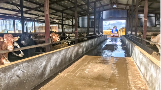 Buyers of feedlot cattle pull back from marts in attempt to cool trade
