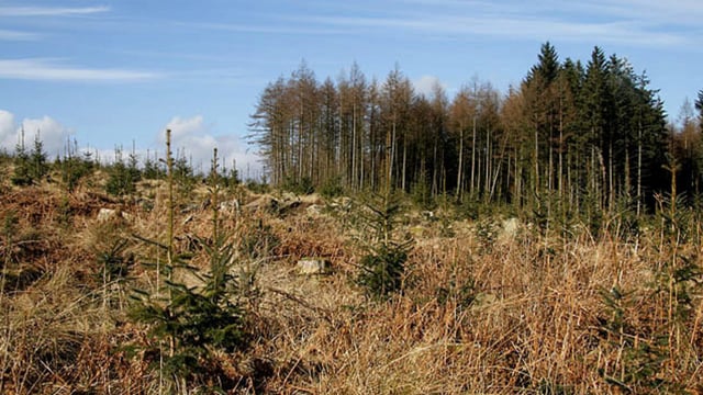 Call for major increase in forestry payments in Budget 2023
