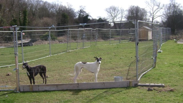 Department expresses 'deep concern' at issues highlighted in greyhound sector