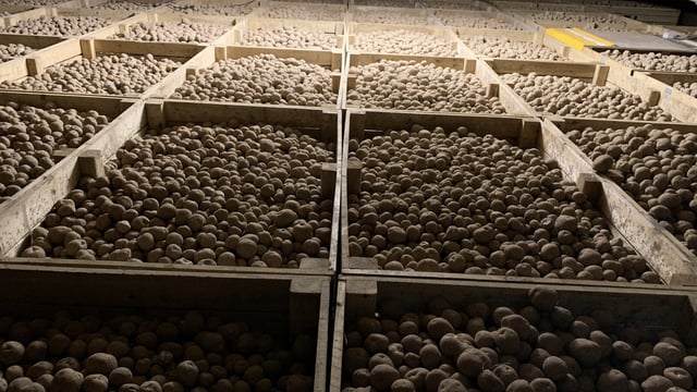 One potato product gone; replacement tested in Co. Meath