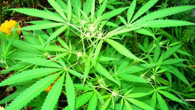Over 370ha accounted for in 2019 hemp cultivation applications