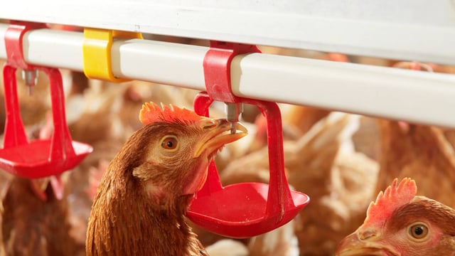 80,000 birds to be culled as H5N8 is confirmed in NI commercial flock