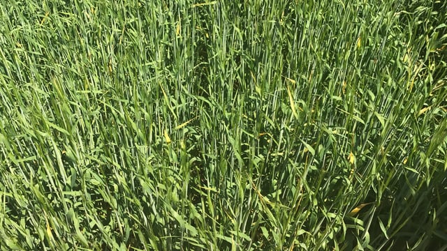 Get the sprayer out for fungicides...not BYDV