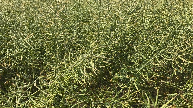 Crops update: Vast bulk of oilseed rape harvested