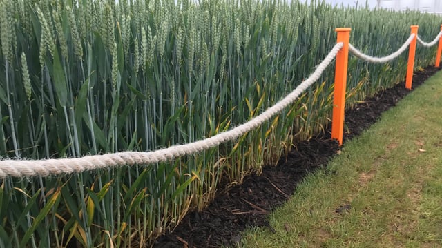 Up and coming varieties in the UK from Cereals 2019