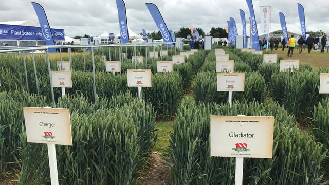 A look at the history of wheat at Cereals