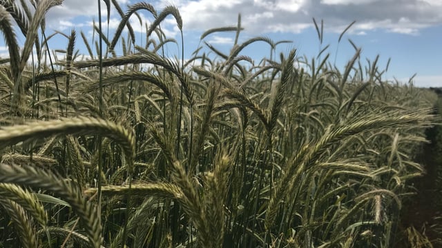 Is rye an alternative to maize and triticale for wholecrop?