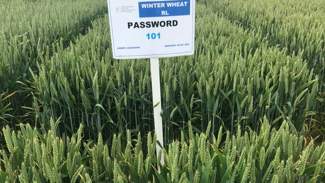 Cracking the 'Password' on wheat disease control with varieties