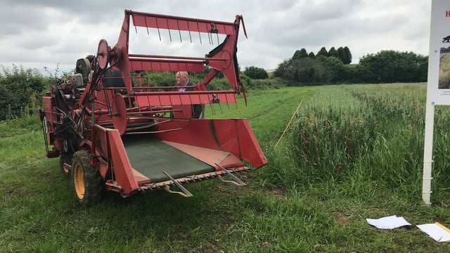 Growing heritage cereal varieties to help future growers