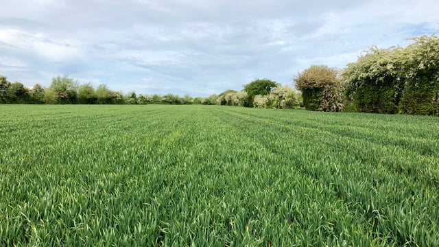34ac for sale at Inchacooley, Monasterevin
