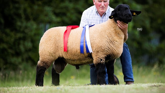 Winners announced at national Suffolk sheep championships in Kilkenny