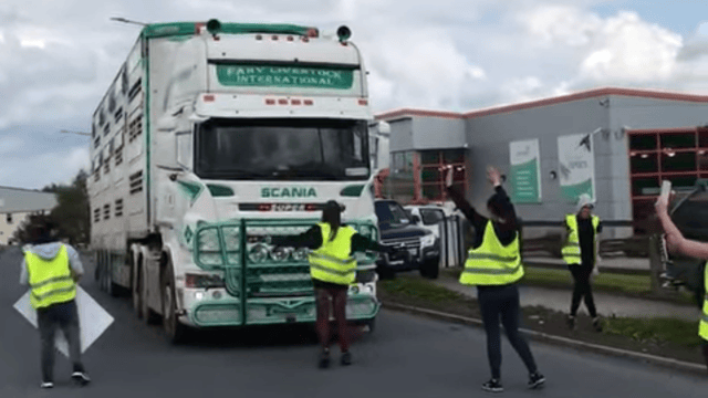 Video: Activists target factory-bound load of pigs in Tipperary