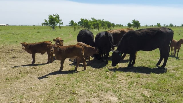 Beef focus: A feed bill of $10,000/month to deal with a 20-month drought in the US