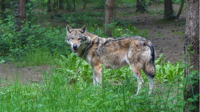 Bern Convention votes in favour of amending wolf status
