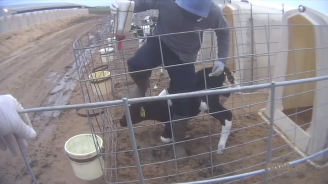 Fair Oaks Farms takes action following emergence of calf abuse video