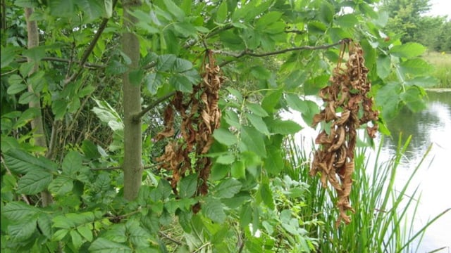 'Reducing ash dieback spread - rather than eradication - the aim of new scheme' - Creed