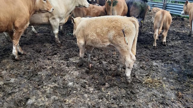 Graphic images: Calves targeted in 'crossbow attack'