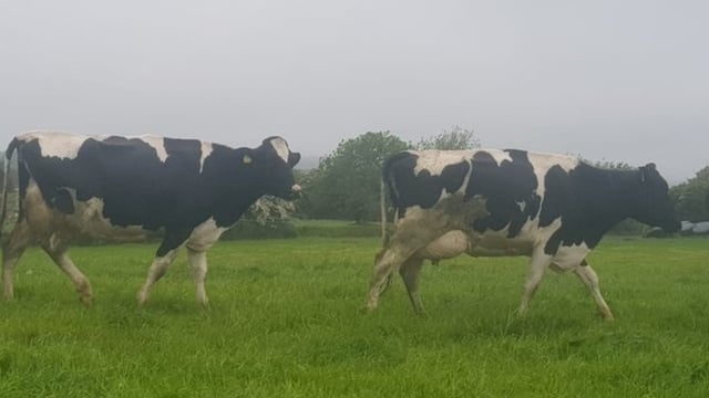 Dairy dispersal sale to take place in Carnaross