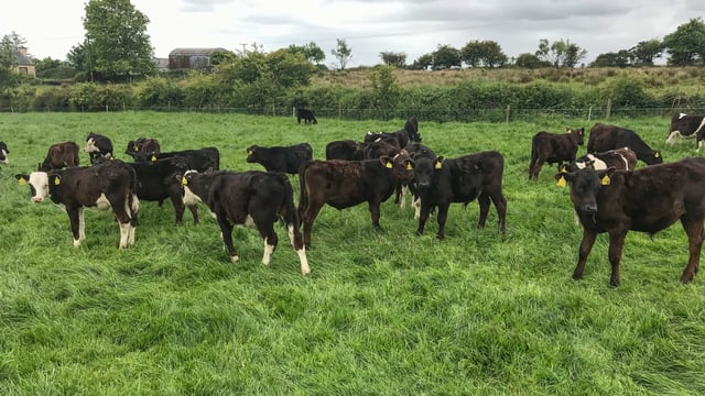 What are the target weights for my spring-born calves during the first grazing season?