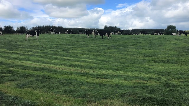 Pre-mowing: The preferred option on a lot of farms this year