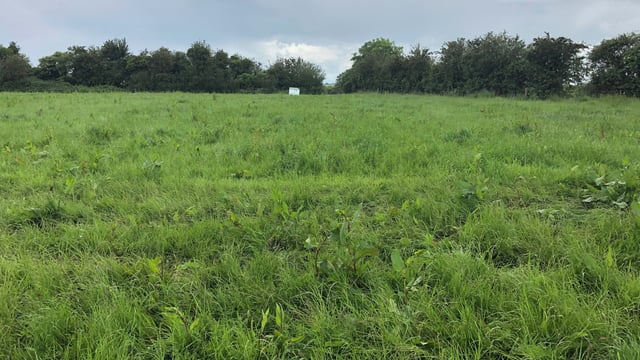 Topping and spraying: Mid-summer weed control is needed