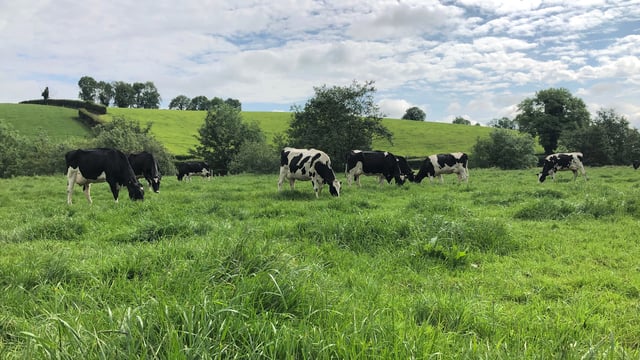 Why pasture-feeding systems are a step above the rest